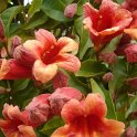 Bignonia capreolata